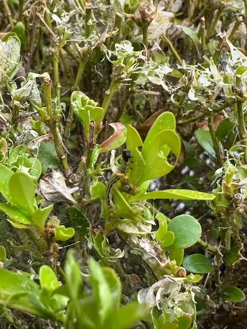 box tree moth