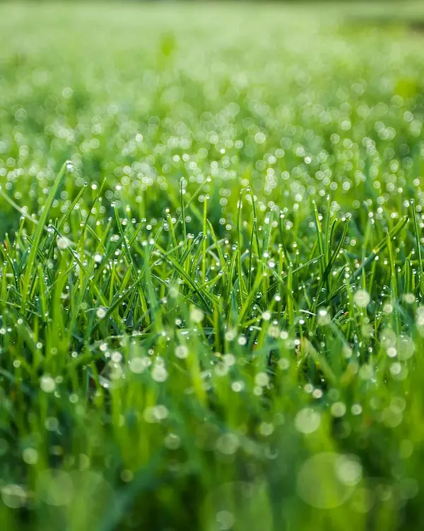 Green & Bright Solutions (Green and Bright Solutions) liquid aeration application