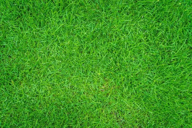 Green & Bright Solutions (Green and Bright Solutions) chinch