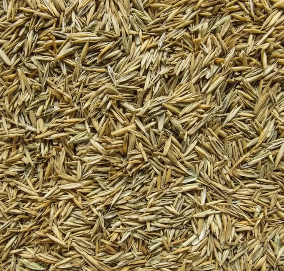 Green & Bright Solutions (Green and Bright Solutions) overseeding