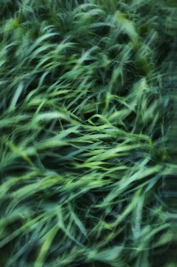 Green & Bright Solutions (Green and Bright Solutions) grass after weed removal