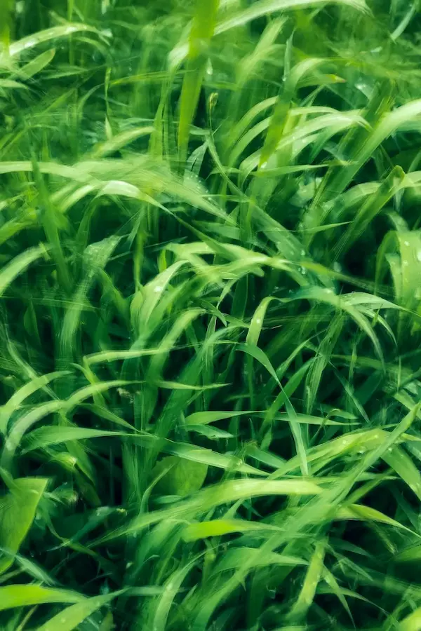 Green & Bright Solutions (Green and Bright Solutions) grass with weed