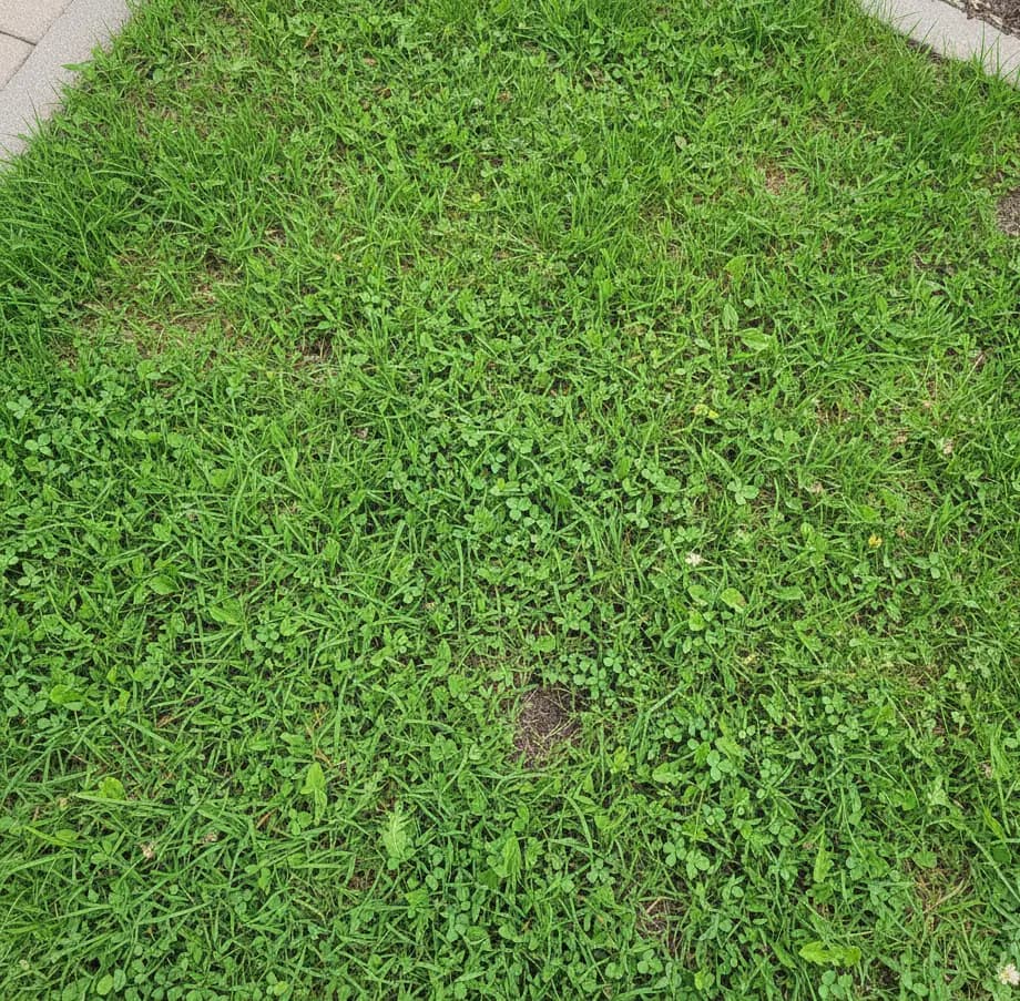 Green & Bright Solutions (Green and Bright Solutions) grass after weed removal
