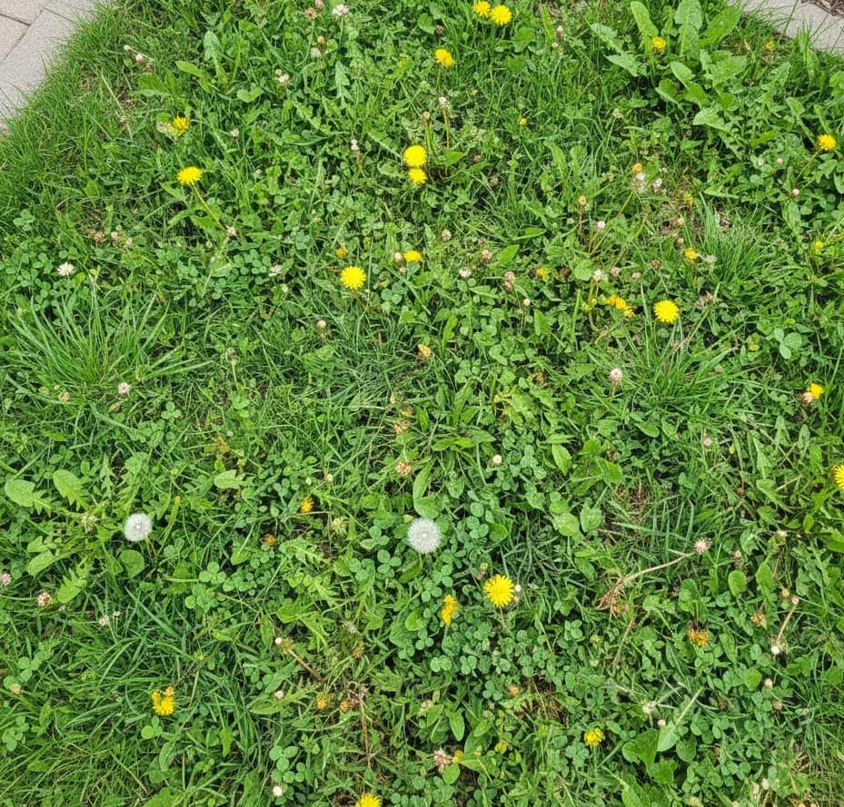 Green & Bright Solutions (Green and Bright Solutions) grass with weed