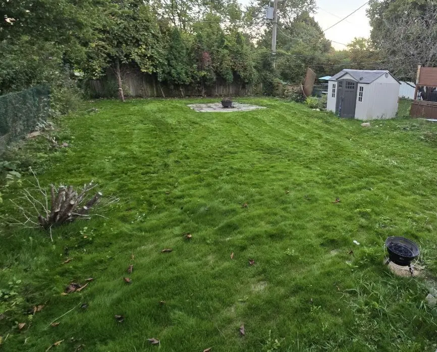 Green & Bright Solutions (Green and Bright Solutions) lawn after overseeding