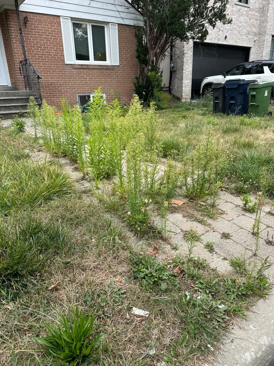 Green & Bright Solutions (Green and Bright Solutions) before manual weed removal